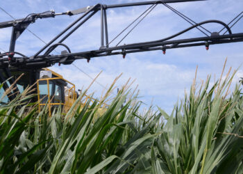 What you should know about short corn