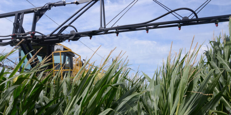 What you should know about short corn