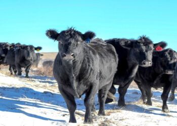 January 1 cattle on feed declined from 2022