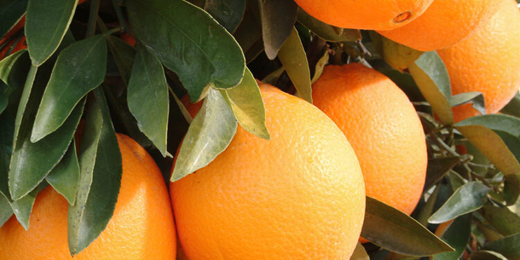 Bee Sweet Citrus promotes heirloom navels to health-conscious consumers