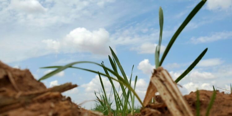 Drought, thin stands concern SW wheat producers