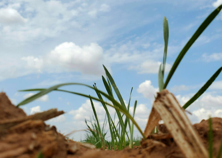 Drought, thin stands concern SW wheat producers