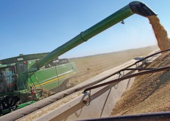 Iraq buys 88,000 metric tons of U.S. rice