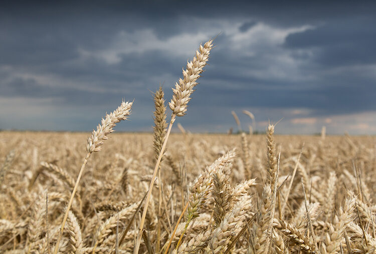 Gene-edited crops moves closer after bill gains royal assent