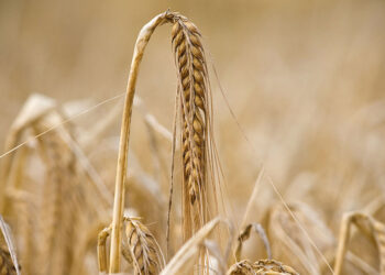 Why spring barley can help growers cut their carbon footprint
