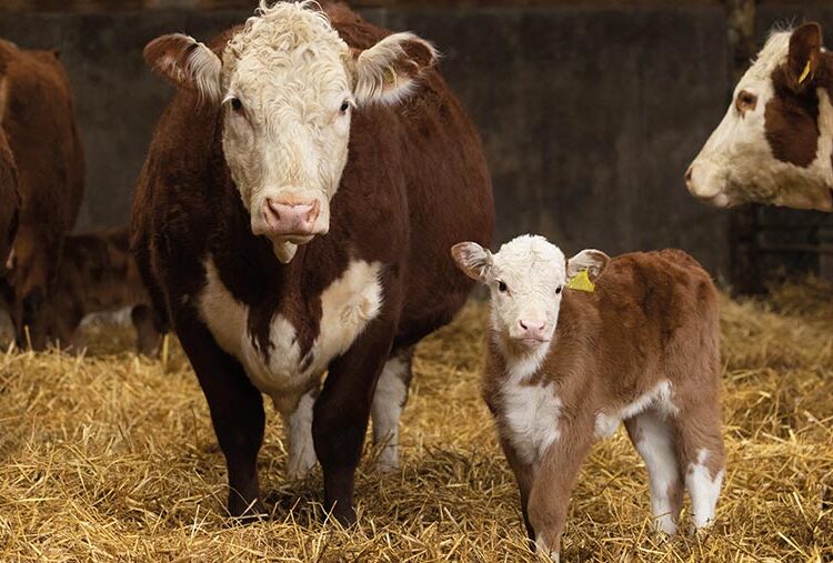 4 essential checks to improve suckler herd efficiency