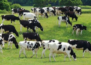 Opinion: Stop pointing the ‘methane finger’ at farmers