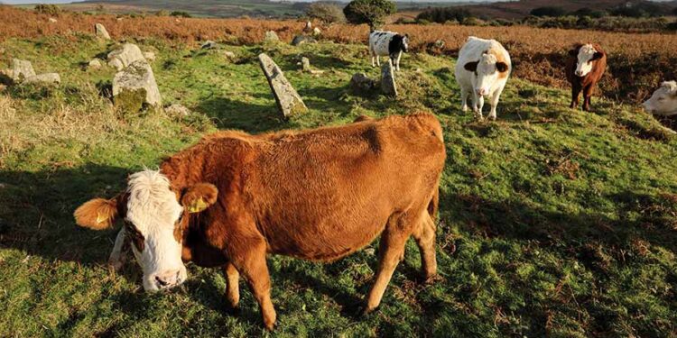 Farmers exposed by Natural England data leak over Cornish SSSI plan