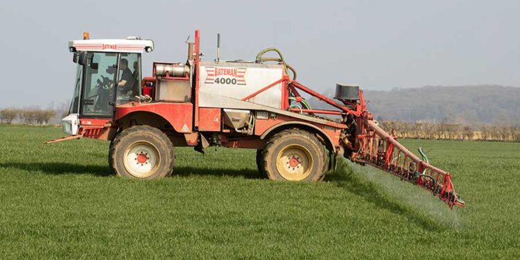 Crop Watch: T0 spray plans being made for wheat and gout fly
