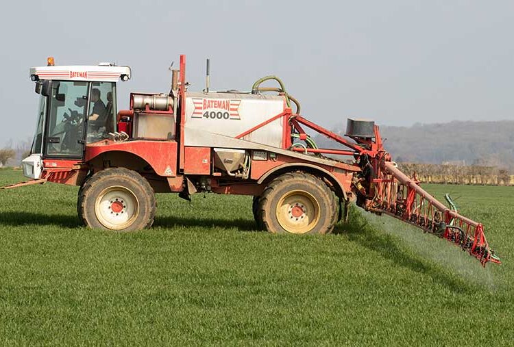 Crop Watch: T0 spray plans being made for wheat and gout fly