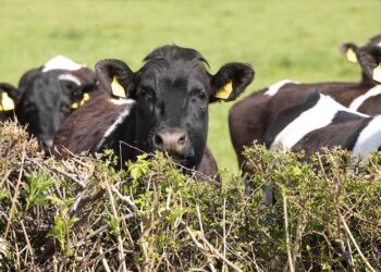 Milker trade back £100-£300 amid milk price cuts