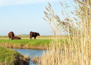 Mid-Tier Countryside Stewardship 2024 now open for applications