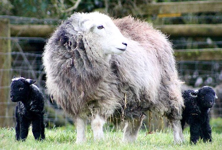Photo of the Week: ‘Lamb spam’ at Dorset Herdwicks