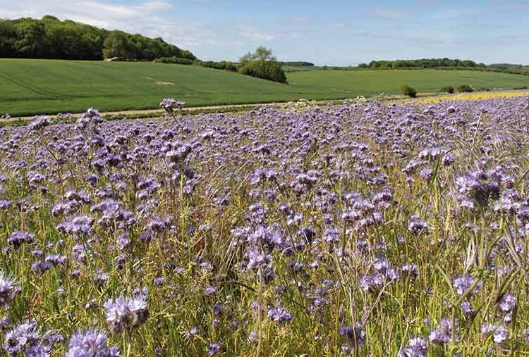 Farmers Weekly Podcast Ep 149: Latest CS offer, data leaks and sheep tactics