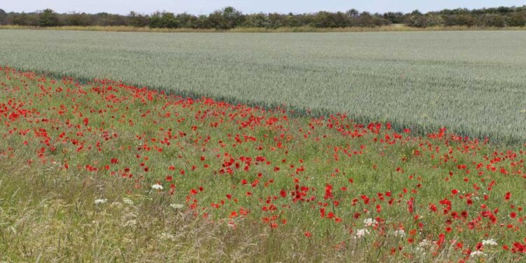 Farmers cutting food production for more stable incomes