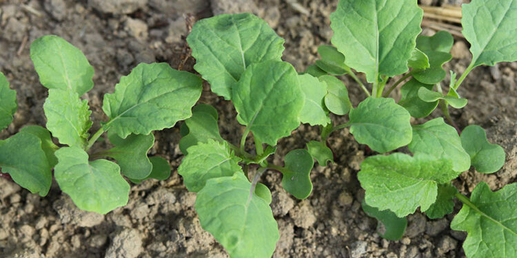Investing to overcome the grassweed challenge