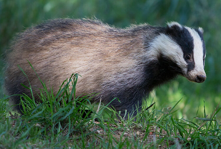 Northern Ireland badger cull moves step closer