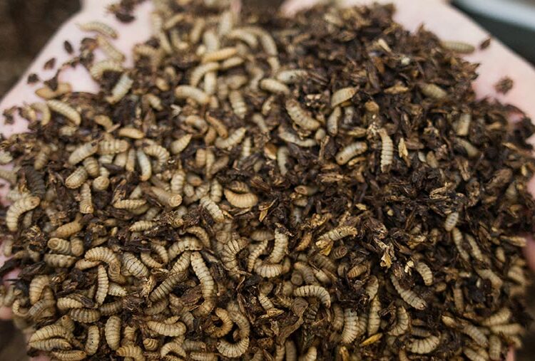 Pig manure to grow insects for feed at Leeds University