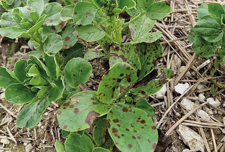 Advice for winter bean crops hit with chocolate spot disease
