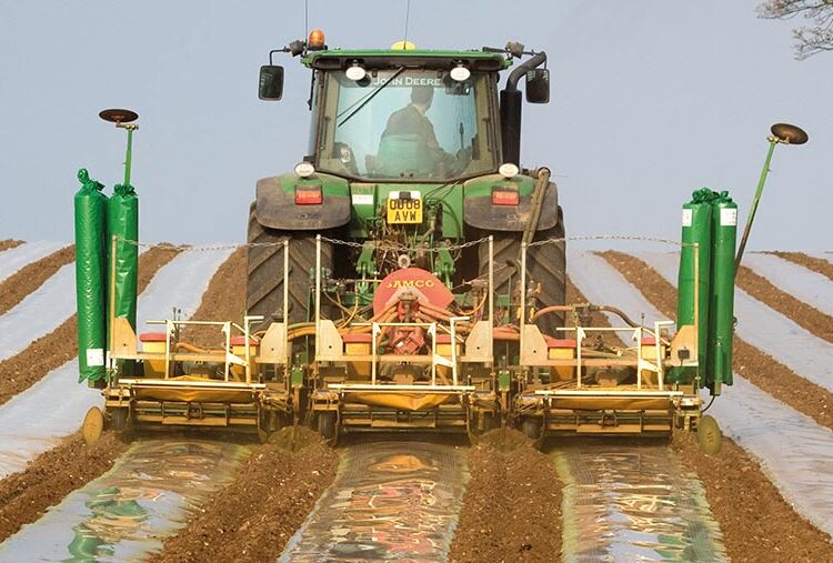 Maize growers face prospect of untreated seed next year