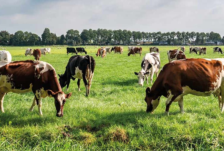 What UK dairy farmers can learn from Dutch ‘nitrogen crisis’