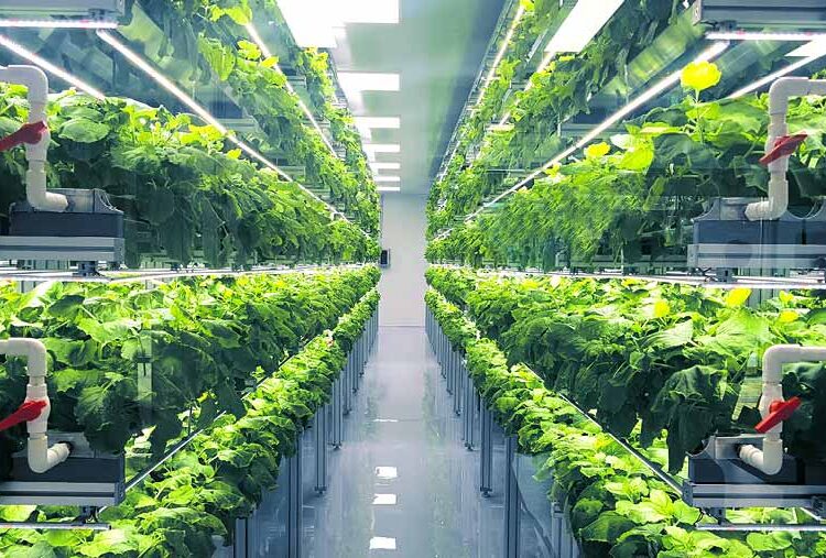 Future-proofing agriculture with vertical farming