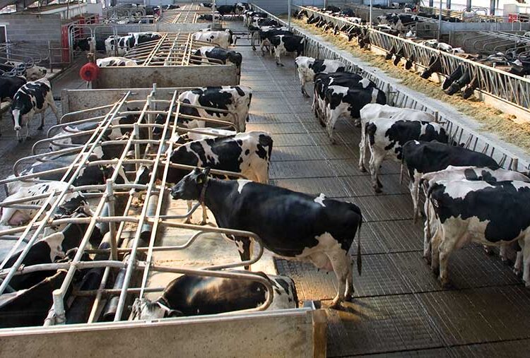 How to maintain milk hygiene in robotic dairies