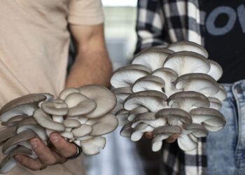 Hawaiʻi’s Mushroom Boom Is Here