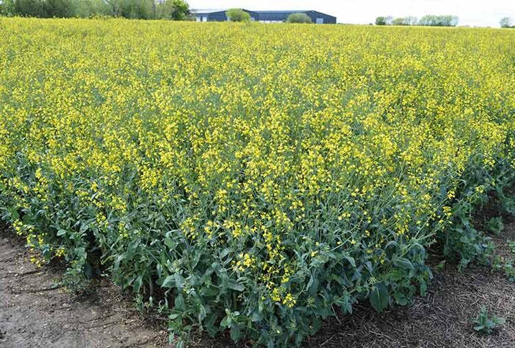 How grower adds flexibility with disease-tolerant OSR