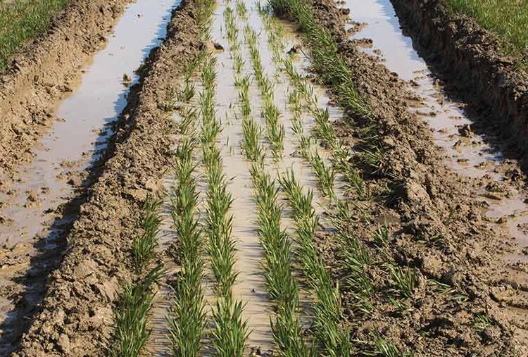 Crop Watch: Disease and lodging are priority in soggy spring
