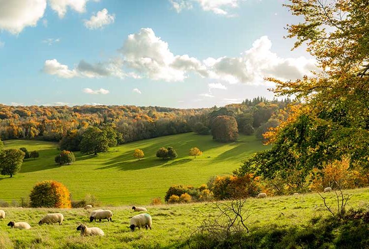 Call for resilience fund to protect upland farms on the brink