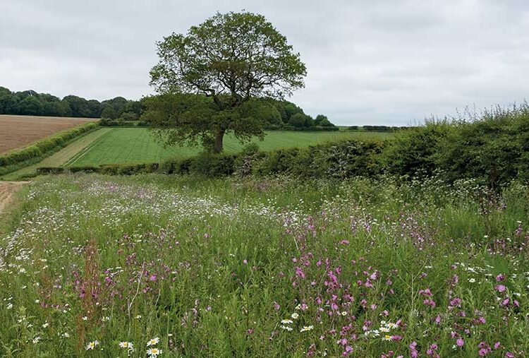 Berks estate focuses on soils, insects and companions for SFI