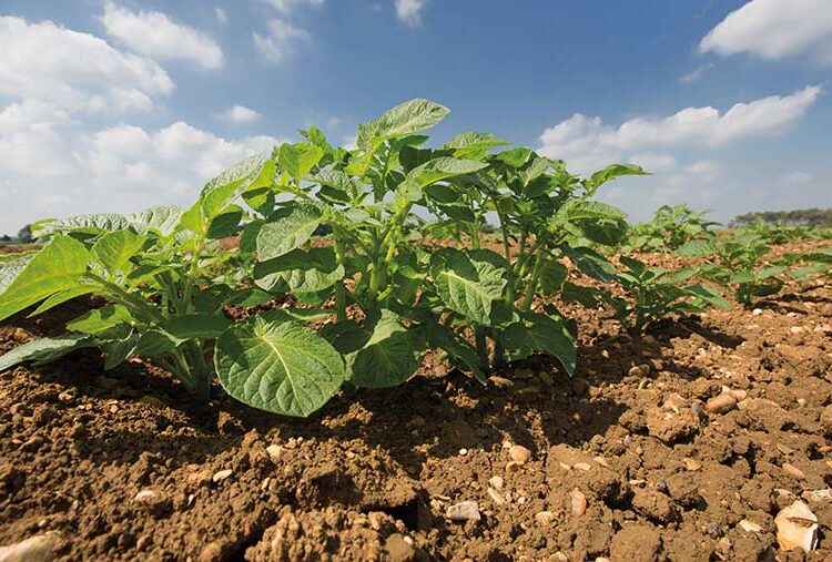 Gene-edited weather-resilient potatoes may be ready by 2025