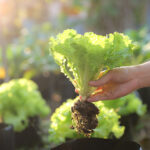 Climavorism Goes Mainstream: 42% of Consumers Consider Sustainability When Buying Food