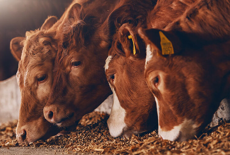 Tight global picture suggests £5/kg beef price could stay