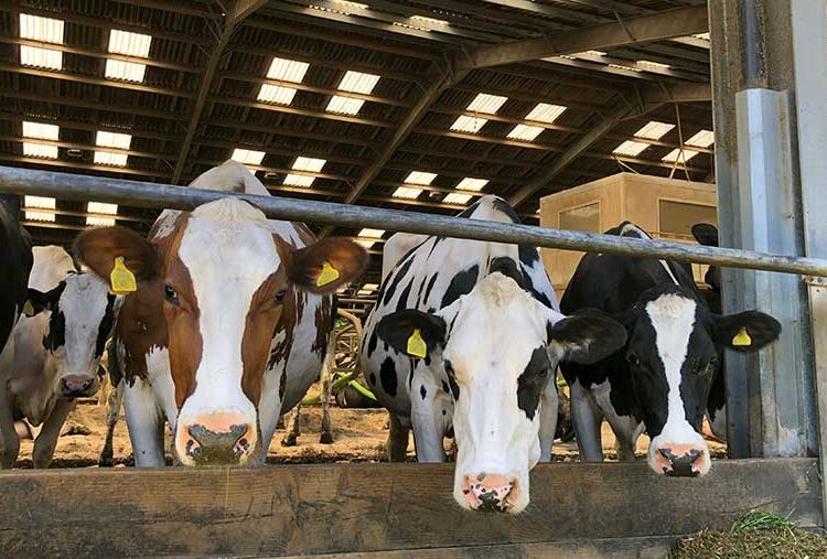 Rape-for-soya swap cuts dairy emissions by 8.6%, study finds