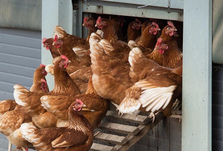 Vigilance call as Defra sets date to lift poultry housing order