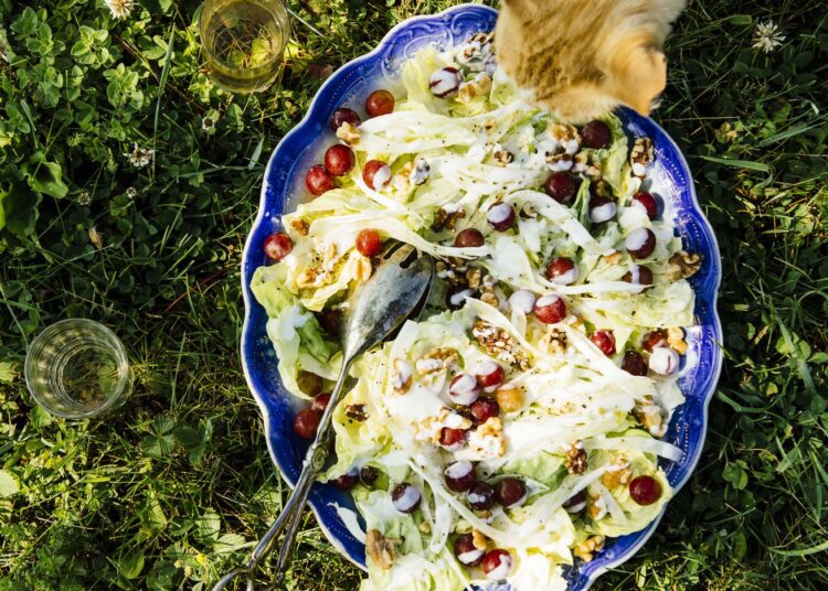 A Recipe for a Bright, Crunchy Butter Lettuce Salad With Grapes, Fennel, and Walnuts