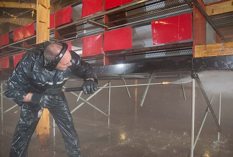 Defra eases rules on restocking after avian flu outbreak