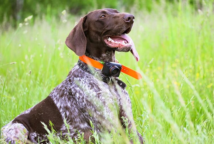 Sheep farmers challenge e-shock dog collar ban in England