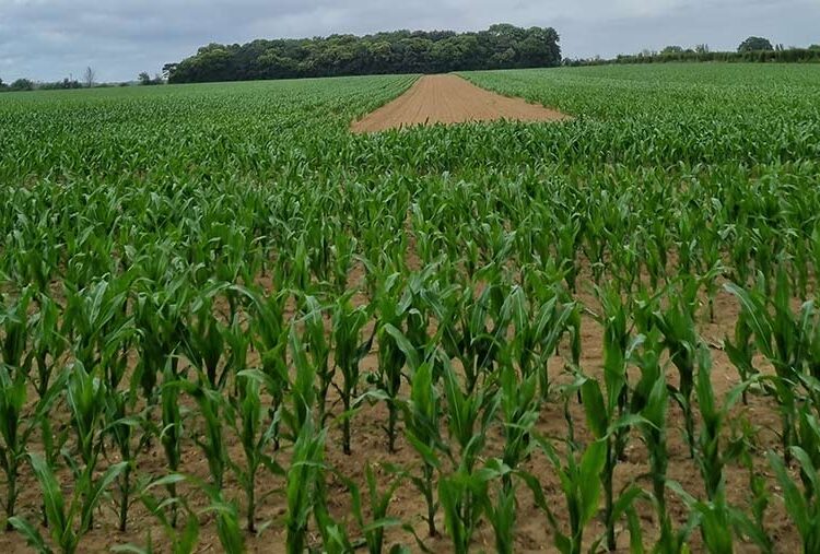 Farmer’s maize trial shows vital need for treated seed