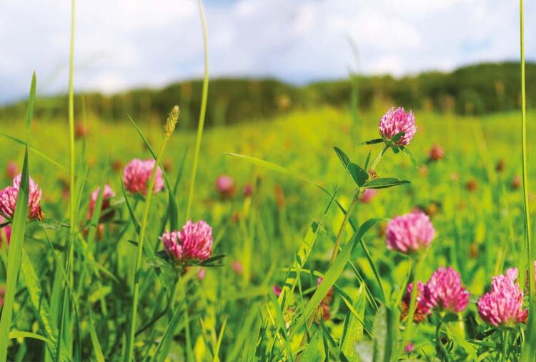 How a hybrid regenerative system works on Bucks Monitor Farm