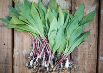 Everybody Please Shut Up About Ramps