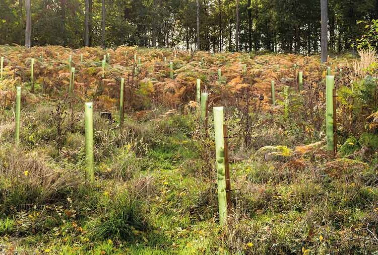 How farmers can maximise income from growing trees