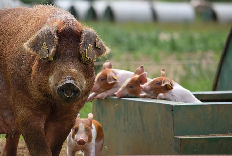 Pig Farms Making Small Changes See Savings Of £250k/year