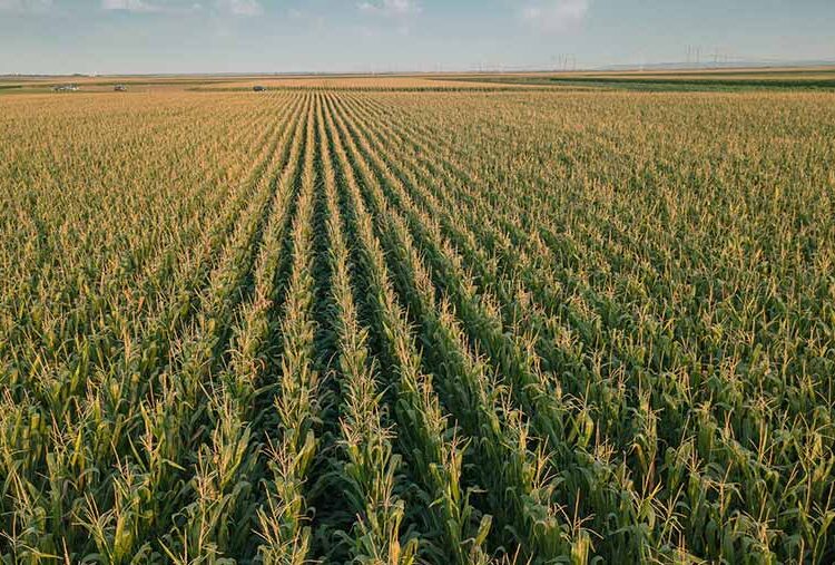 Grain markets jittery as China cancels maize orders
