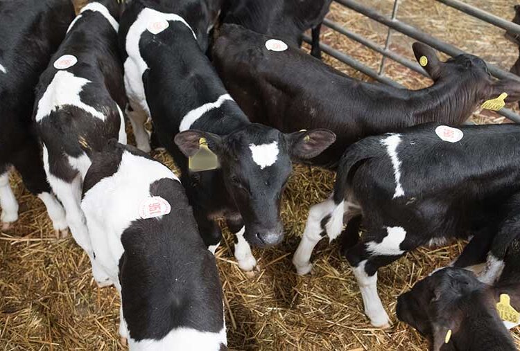 Calf slaughter up 20% as costs plague rearers