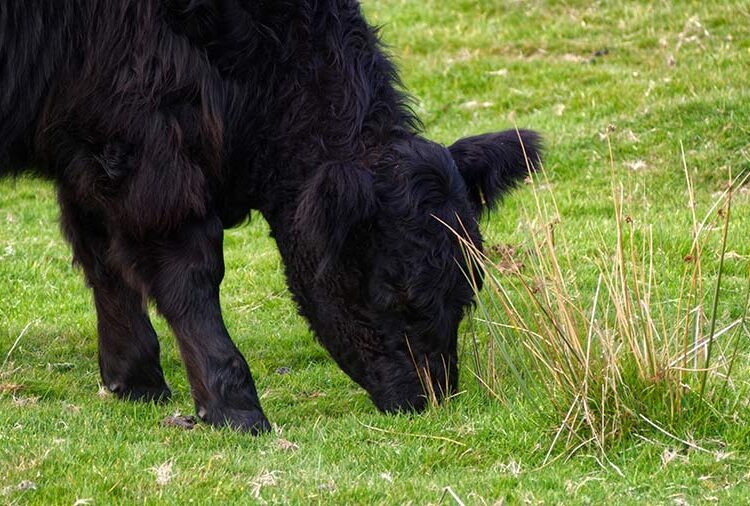 Farmers Weekly Podcast Ep 164: Controversy over Penwith SSSI decision