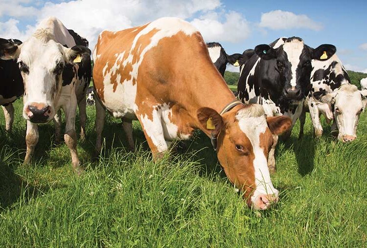 Trialling pasture management methods ‘key’ to protecting soils
