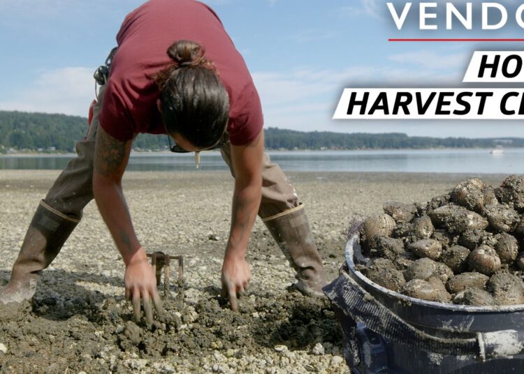 How the Suquamish Tribe Harvests Clams in Washington State